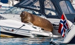 Freya, the Sunbathing Walrus Sinker of Boats, Is Getting Too Famous for Her Own Sake