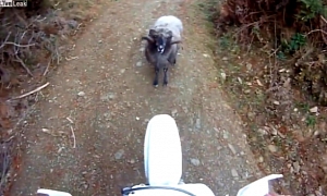 Funny Young Ram Scares Silly Biker, Forbids Passage