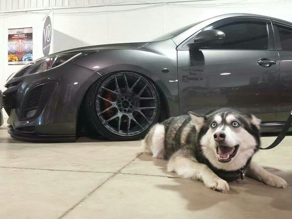 Cars and Dogs Is a Really Hot Trend Right Now - autoevolution