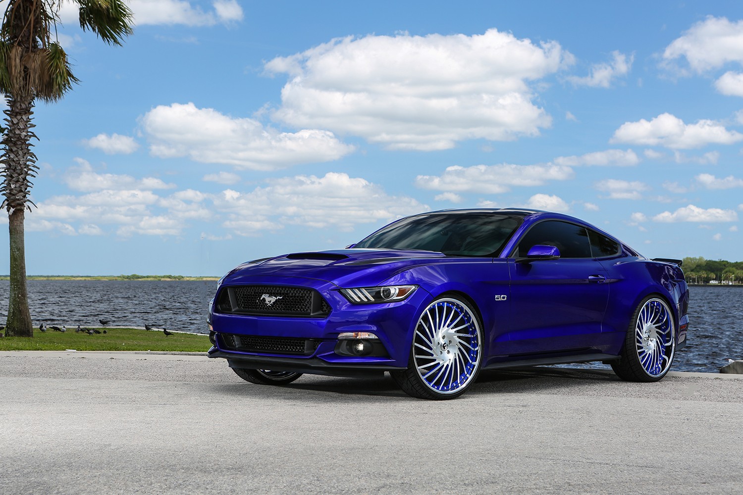 Ford mustang pony rims buy #5
