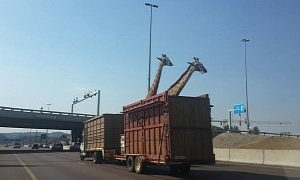 Giraffe Reportedly Dies After Hitting Head on Highway Bridge in South Africa