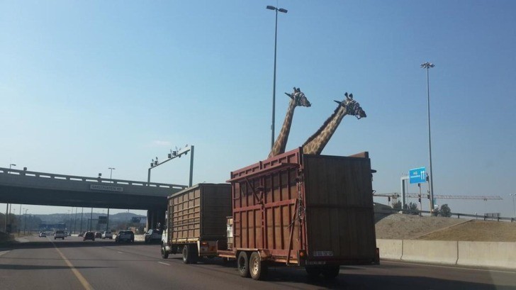 Giraffe Reportedly Dies After Hitting Head on Highway Bridge in South Africa