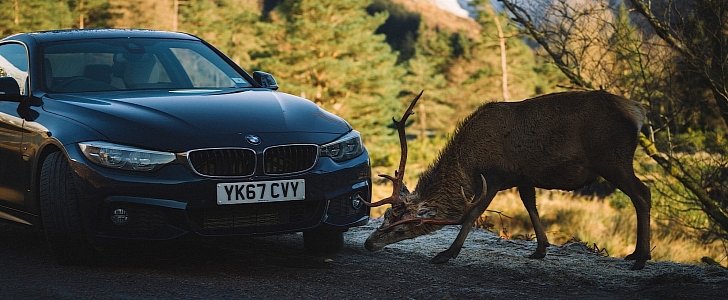 BMW 440i Coupe and a reindeer