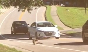 Grab a Handkerchief: Raccoon Mourns Mate That Got Run Over by Car