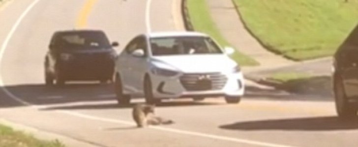 Racoon mourns mate that got run over by a car