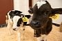 Half a Dozen Calves Spill From Unsecured Truck on Highway in 3 Different States