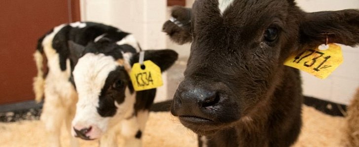 Calves rescued after they fall off truck on the highway