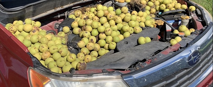 Hard-working squirrel fills Subaru Forester engine bay with 558 walnuts