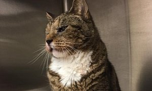 Harley the Cat Survives Being Hit by a Car Twice, Has 7 Lives Left