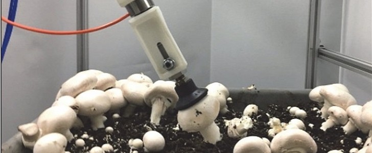 Mushroom Picking Robot