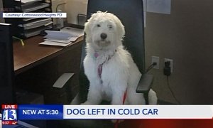 Heartless Human Leaves Dog in Freezing Car to Spend The Day Skiing