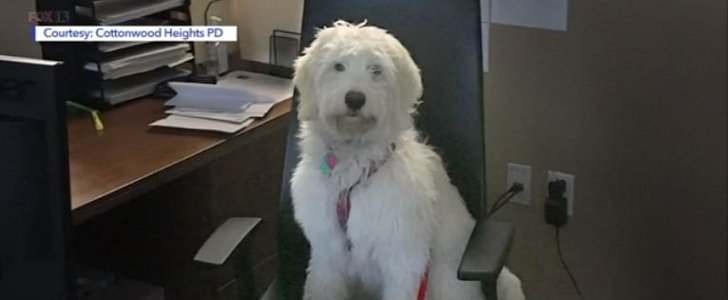 Dog rescued from parked locked car in Utah, while the owner spent the day skiing
