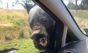 Heat-Crazed Bear Attacks Ford Fiesta at Woburn Safari Park