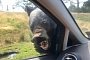 Heat-Crazed Bear Attacks Ford Fiesta at Woburn Safari Park