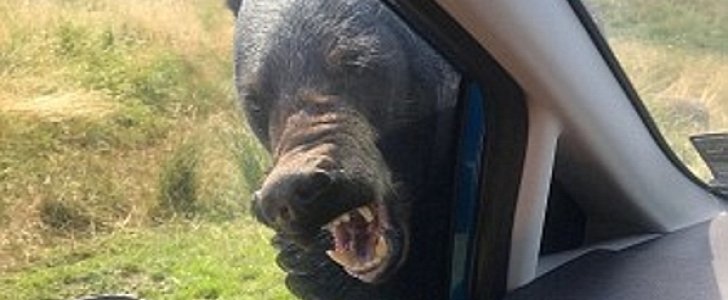 Wild bear attacks Ford Fiesta with people inside at UK's Woburn Safari Park