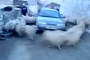 Herd Instinct: Sheep Continuously Circle a Lada