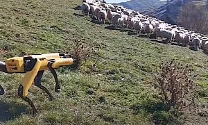 Here Is a Robot Going All Shepherd on a Bunch of Sheep