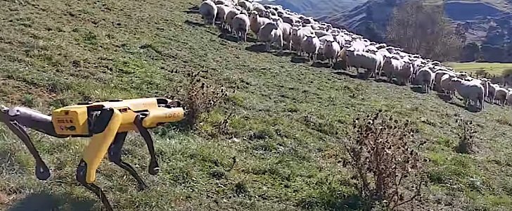 Spot robot herding sheep