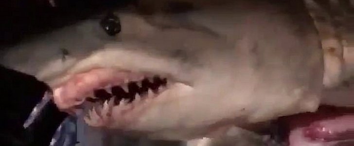 Shark hangs out the back of vehicle on Sydney highway