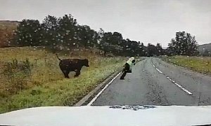 Here’s a Clip of a Scotland Road Officer Being Chased by a Cow, Just Because