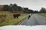 Here’s a Clip of a Scotland Road Officer Being Chased by a Cow, Just Because