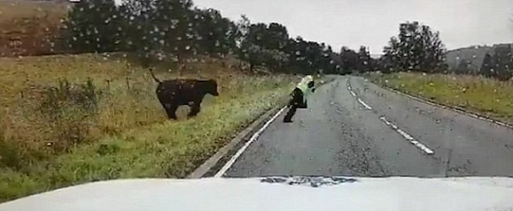 PC Ross from Road Policing Scotland is attacked by a cow while on the job