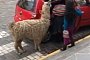 Here’s an Alpaca Catching a Ride in a Taxi in Peru