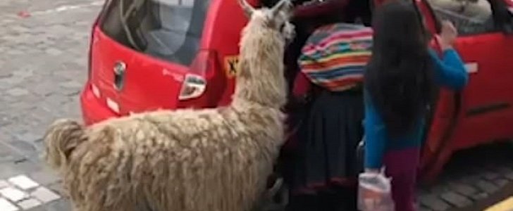 Alpaca catches a taxi with its two humans in Cusco, Peru