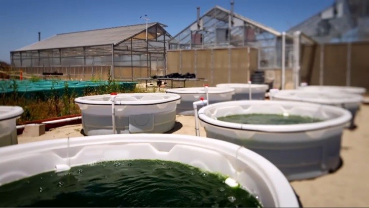 Algae pools for biofuel