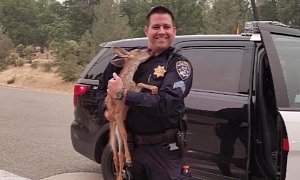 Highway Patrol Officer Rescues Fawn from California Fire, is Internet Hero