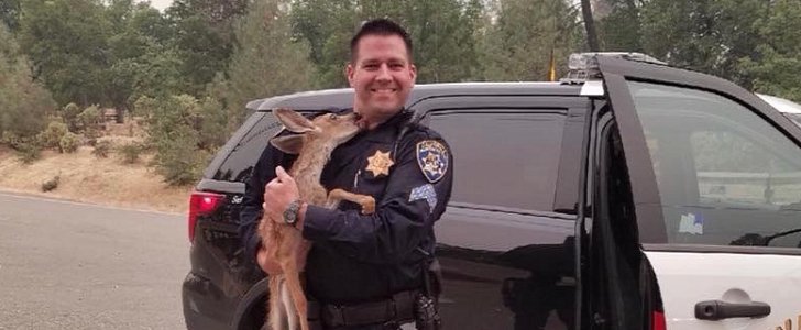 California Highway Patrol Sgt. David Fawson and the fawn he rescued, named Carra