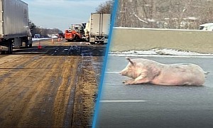 Highway Tales: Chocolate Truck Spills Its Load, Large Pig Tries to Evade
