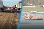 Highway Tales: Chocolate Truck Spills Its Load, Large Pig Tries to Evade
