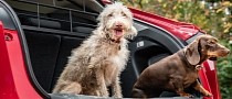 Honda Seems To Like Dogs as They Are Releasing a New Range of Dog Accessories in the UK