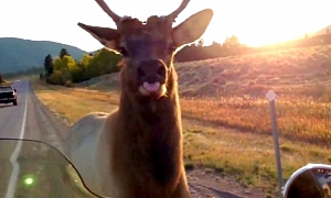 Horny Elk Chases Bike in Montana, Has Dirty Plans