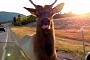 Horny Elk Chases Bike in Montana, Has Dirty Plans