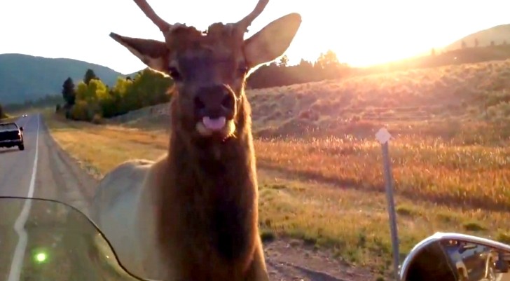 Horny Elk Chases Bike in Montana