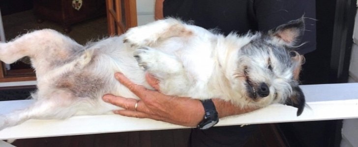 Henry the deaf terrier was stabbed during carjacking in Australia