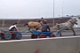 Horse and Cart Racing on Highway in Romania