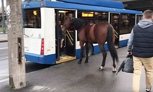 Horse Casually Tries to Ride a Bus in Russia, Gets Denied