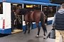 Horse Casually Tries to Ride a Bus in Russia, Gets Denied