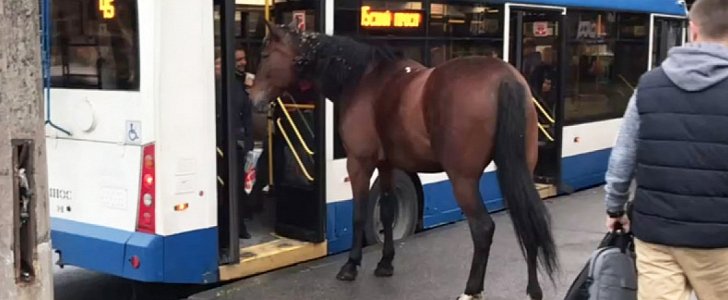Horse tries to get on bus at bus stop in St. Petersburg, gets denied