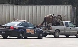 Horse Chills in The Back of Pickup Truck, at 55mph on Texas Highway