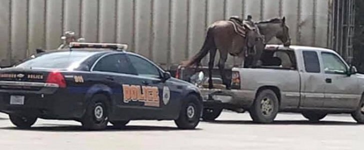 Driver carrying horse in the back of pickup truck pulled over by cops in Texas