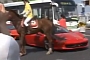 Horse Kicks Ferrari 458 in China