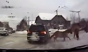 Horse T-Bones SUV in Russia
