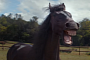 Horses Laughing Hard at Bad Trailer Parking Skills in a VW Commercial