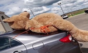 Houston Woman Straps Giant Teddy on Her Toyota, Goes Viral