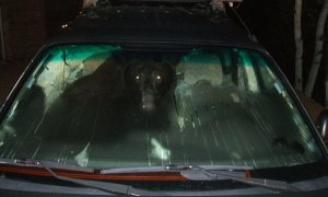 How the Bear Stole the Car...