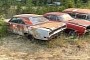 Huge Field Junkyard Is Loaded with Sad Muscle Cars Waiting for a Second Chance